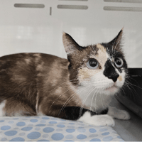 Cersei, chatte à adopter