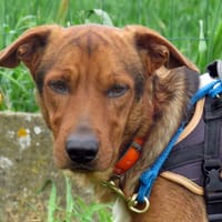 JAZZ, chien à adopter