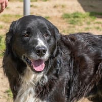 PACH, chien à adopter