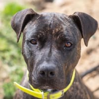 TINA, chienne à adopter