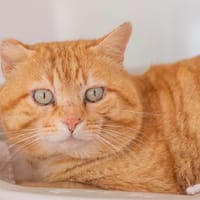 FLAMBY, chat à adopter