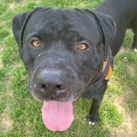 phloky, chien à adopter