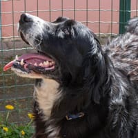 PI, chienne à adopter