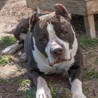 NITRO, chien à adopter