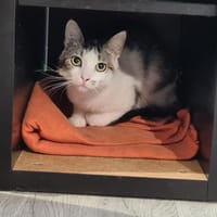 ANNETTE, chatte à adopter