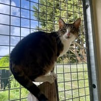 PINS, chatte à adopter