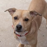 VOYOU, chien à adopter