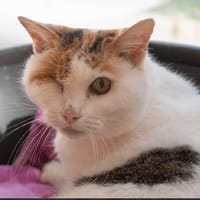 SMACK, chatte à adopter