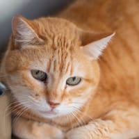 VITAMINE, chatte à adopter