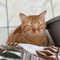 tomy, chat à adopter