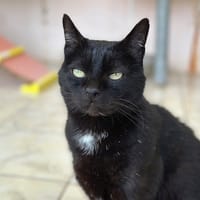 KELYO, chat à adopter