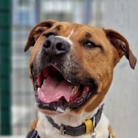 DUNCAN, chien à adopter