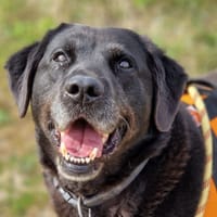 OSANA (promise), chienne à adopter