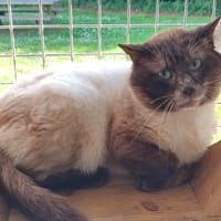 GUERMANGE QCT, chat à adopter