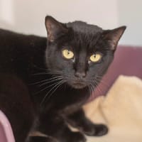 TADAM, chatte à adopter