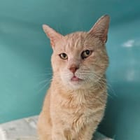 NACHOS, chat à adopter