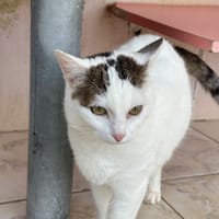 kirikou, chat à adopter
