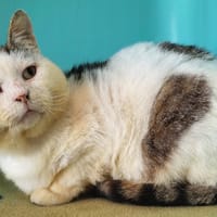 sherlock, chat à adopter