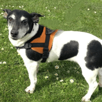 MIAH, chienne à adopter