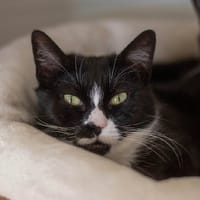 Mana, chatte à adopter