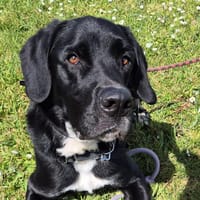 GAMIN QCN, chien à adopter