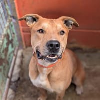 PATATE, chien à adopter