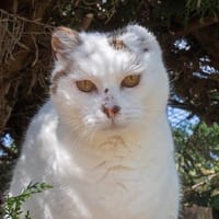 Dolly, chat à adopter