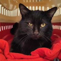 MYLOVE QCT, chat à adopter