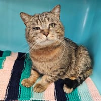 ROMEO, chat à adopter