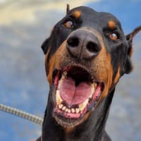 Dobik (promis), chien à adopter