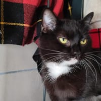 LOUNI QCT, chat à adopter