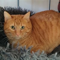 RABBI QCT, chat à adopter