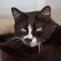 Aroha, chatte à adopter