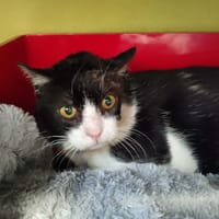 GAVIAL QCT, chat à adopter