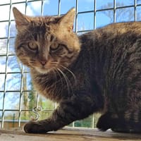 JENGA QCT, chatte à adopter