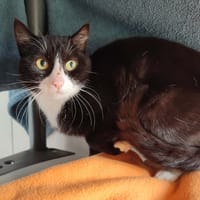 PETITE MAMAN QCT, chatte à adopter