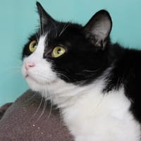 Cochonou, chat à adopter