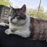 TOBBY, chat à adopter
