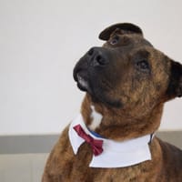 ELI, chien à adopter