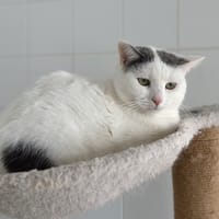 SHEERAN, chat à adopter