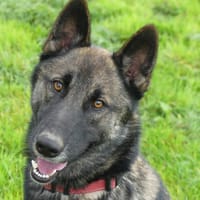 REX, chien à adopter