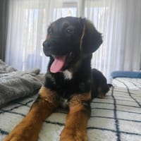 Fiona, suczka do adopcji