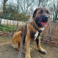 Shari, suczka do adopcji