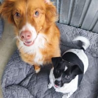 VALINA ET LÉA (Martina), chienne à adopter