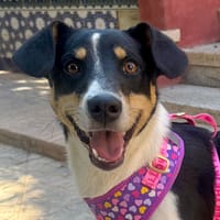 SOL (Martina), chienne à adopter