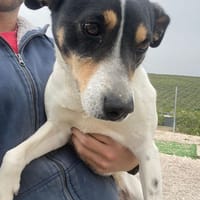 MAYA (union animal), chienne à adopter