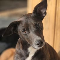 ANNA (Martina), chienne à adopter