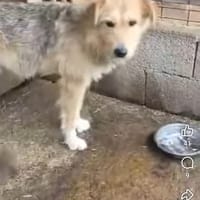 Rocco, chien à adopter