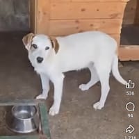 Ody, chien à adopter