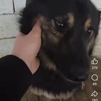 Blake, chien à adopter